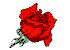 A rose for the ladies